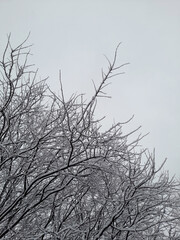 Nature background , tree branches  , winter  .