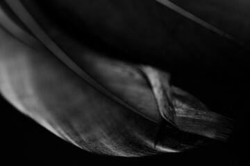 Close up detail of a black feather