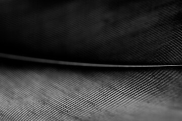 Close up detail of a black feather
