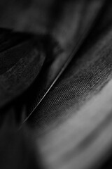 Close up detail of a black feather
