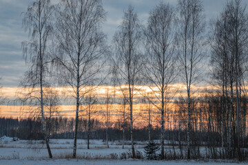 birches in winter sunset 