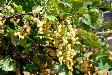 White berries on a branch close-up. Berry bushes in the garden. The beginning of fruiting shrubs in early summer.