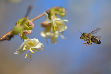 Eine Biene fliegt zu einer Blüte der Heckenkirsche 