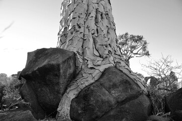 Fototapeta na wymiar A Quivertree Root holding itself on top of vulcanic stones