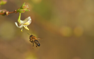Eine fliegende Honigbiene die zu einer Heckenkirschen Blüte fliegt