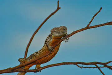 lagartija