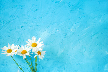 daisies on wooden blue background close-up, spring background with copy space