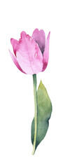 Flower. Watercolor tulip. Floral birthday card. Greeting card.