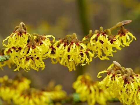 Flowers of Hamamelis mollis blooming in winter. Hamamelis mollis, also known as Chinese witch hazel, is a species of flowering plant in the witch hazel family Hamamelidaceae.