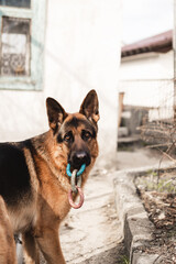 Funny purebred German shepherd dog plays with rubber toy in the yard on the street.