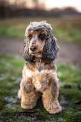 cocker-spaniel dog sat posing