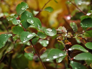 Leaves with raindrops on them.

OLYMPUS DIGITAL CAMERA