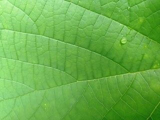 Fototapeta na wymiar Green leaves on it are raindrops