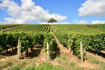 Fototapeta na wymiar Vineyard in Loire Valley France
