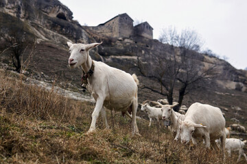 goats graze on the ruins of an ancient civilization