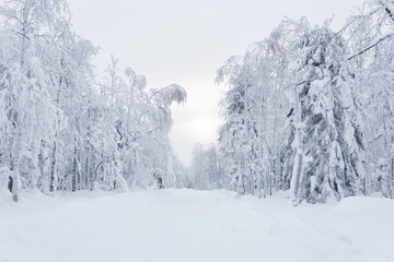 winter snowy road among frozen trees in a frosty landscape