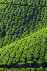 Beautiful fresh green tea plantations landscape in Munnar, Kerala, India