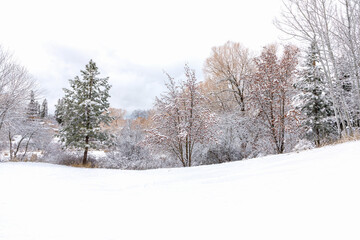 winter morning scene after fresh snowfall, Riverside Park, Whitefish, Montana