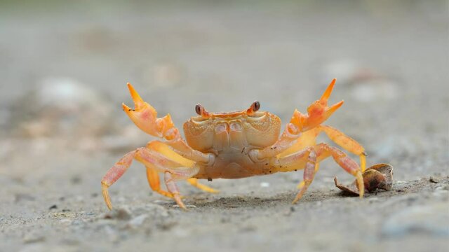 Land crab in defensive position annoyed by aggressive stick