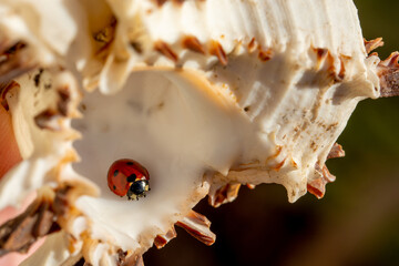 Red ladybug peering out of the operculum of a seashell of the genus Murex photographed at sunset