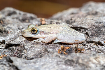 Ein Glasfrosch in der Seitenansicht sitzt nachts auf eine Rindenstück