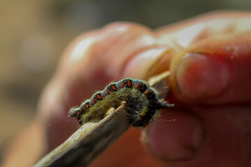 Green caterpillar on a twig
