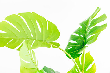 green leaves of monstera flower on white background