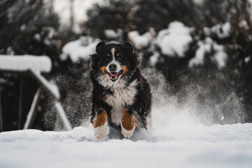 Dog running in snow