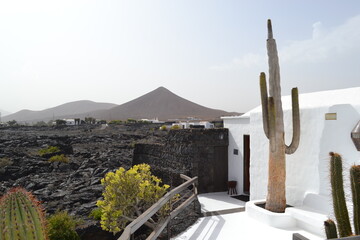 cactus