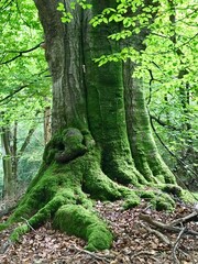 Beautiful beech tree