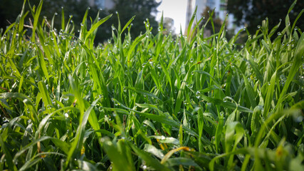 drops of morning dew on the fresh green grass