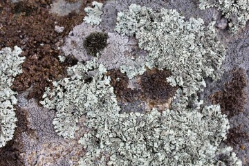 Moss and Lichen on a stone. Close up crusty textured background 
