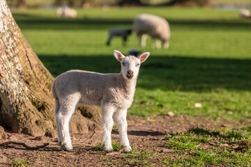 Obraz premium Spring Lamb Baby Sheep in A Field