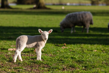 Obraz premium Spring Baby Lamb and Sheep in a Field