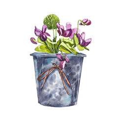 Watercolor violet flowers in flower pot. Hand draw watercolor illustrations on white background. Easter collection.