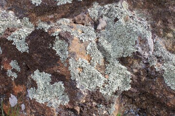 Moss and Lichen on a stone. Close up textured crusty background