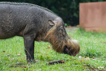 The Borneo Bearded Pig in Bako National National Park, Malaysia