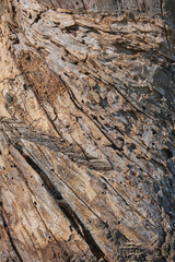 Tree trunk surface. Abstract wood material background. Tree bark texture