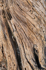 Tree trunk surface. Abstract wood material background. Tree bark texture