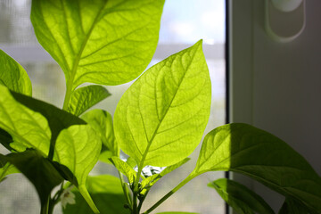 Growing pepper seedlings on windowsill by plastic window at home in bright daylight of sun. Large beautiful green leaves with veins shine through in sunlight, close-up backlight. Peppers flowers