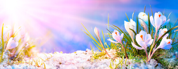 Abstract Spring Concept - Crocus Flowers In blooming With Sunlight