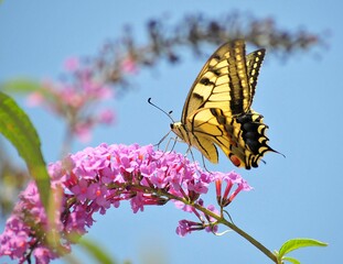 a butterly on a violet flower