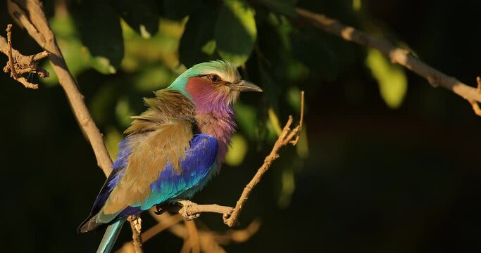 Lilac-breasted roller, Coracias caudatus, head with blue sky. Pink and blue animal. Evening sunset with bird on the tree. Beautiful African bird, close-up portrait. Detail portrait of beautiful bird.