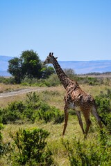 portrait of giraffe in the savannah