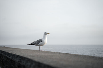 Patient seagull