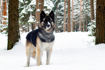 Dog in the winter and snowy forest