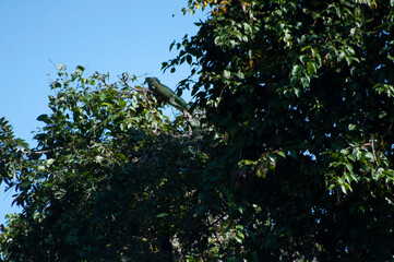 árbol