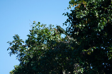 árbol