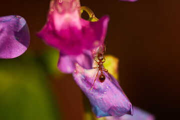 A small red ant climbs the petals of the spring vetchling plant. Juicy colorful Lathyrus vernus (spring vetchling, spring pea, or spring vetch) flowers
