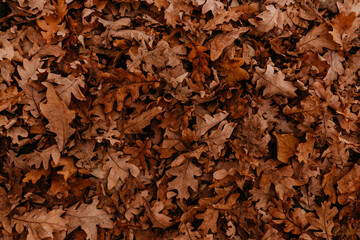 abstract beautiful neutral background autumn orange dry fallen leaves of oak and tree